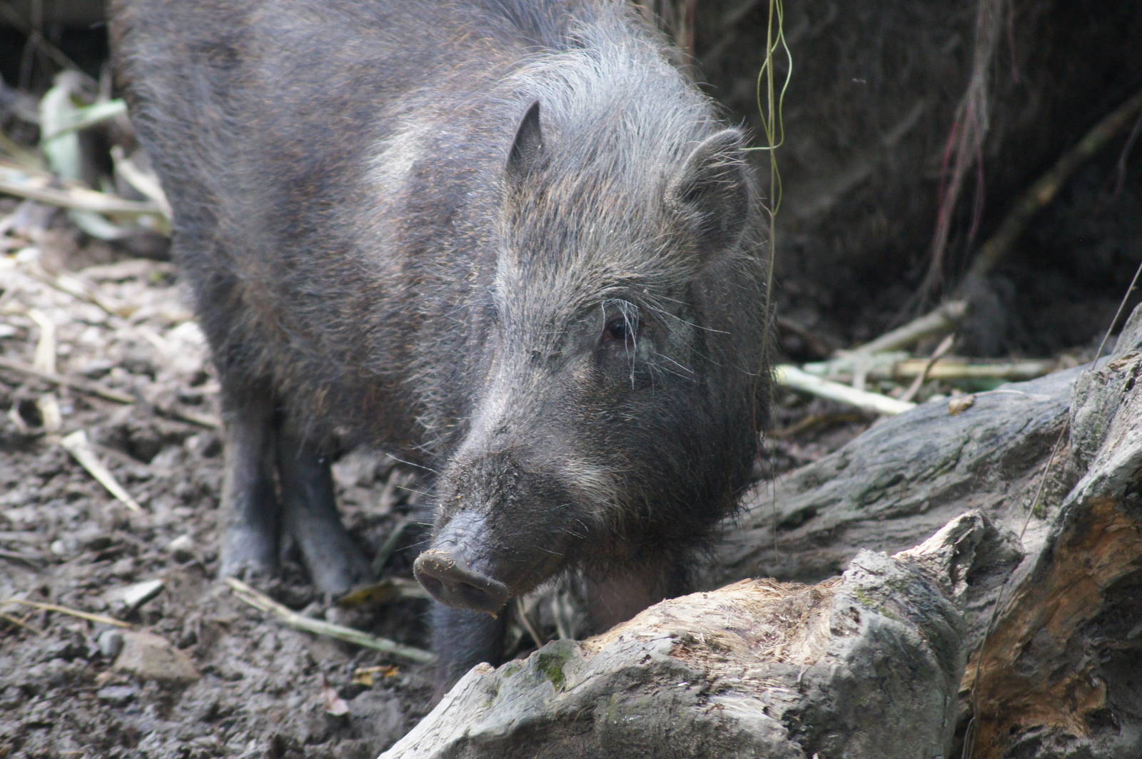 Formosan wild boar