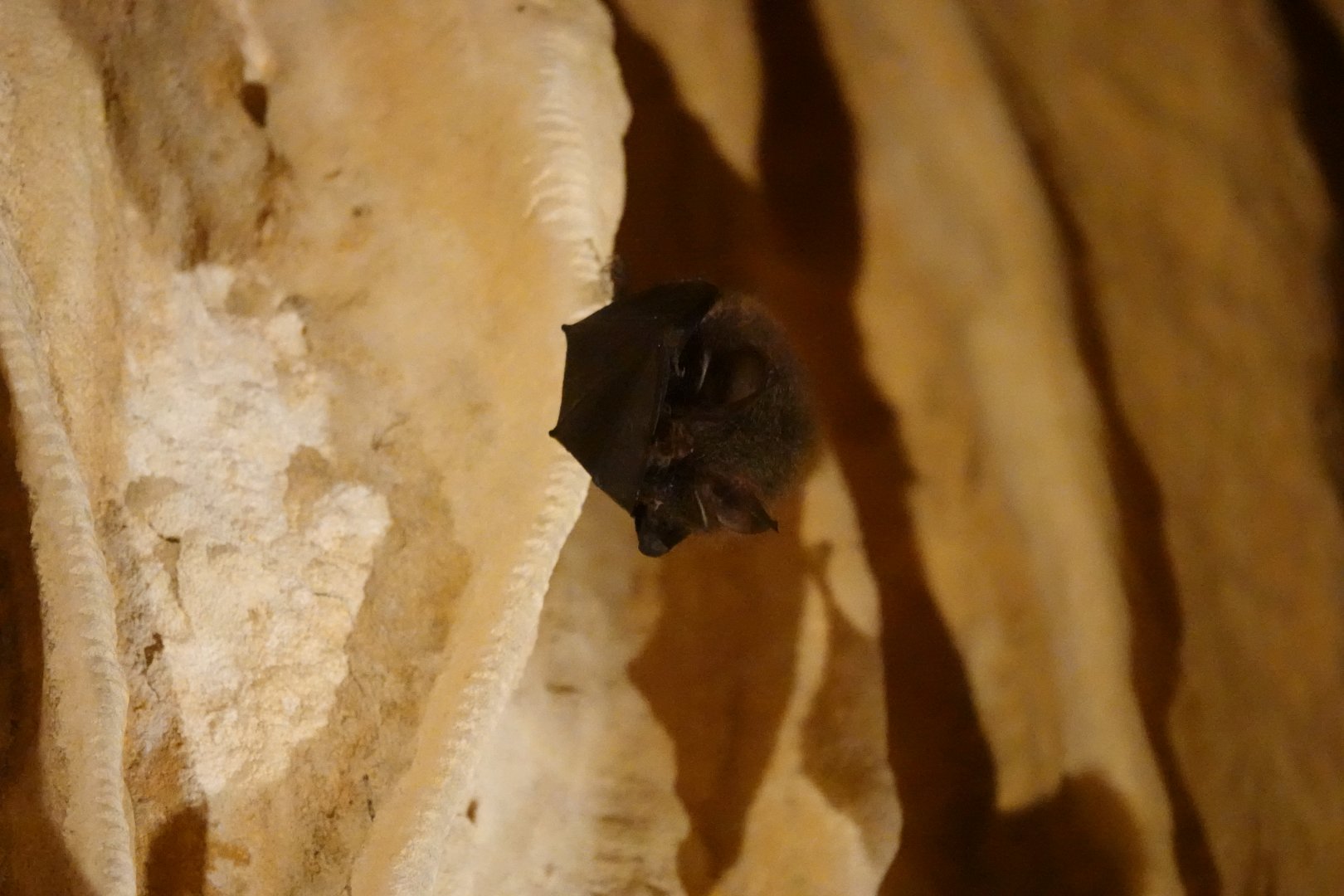 Formosan Woolly Horseshoe Bat