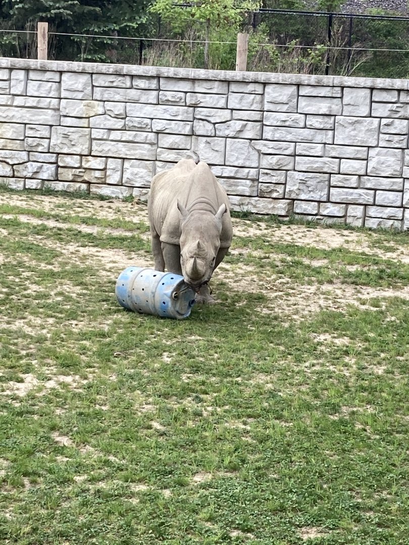 Forrest the Eastern Black Rhino