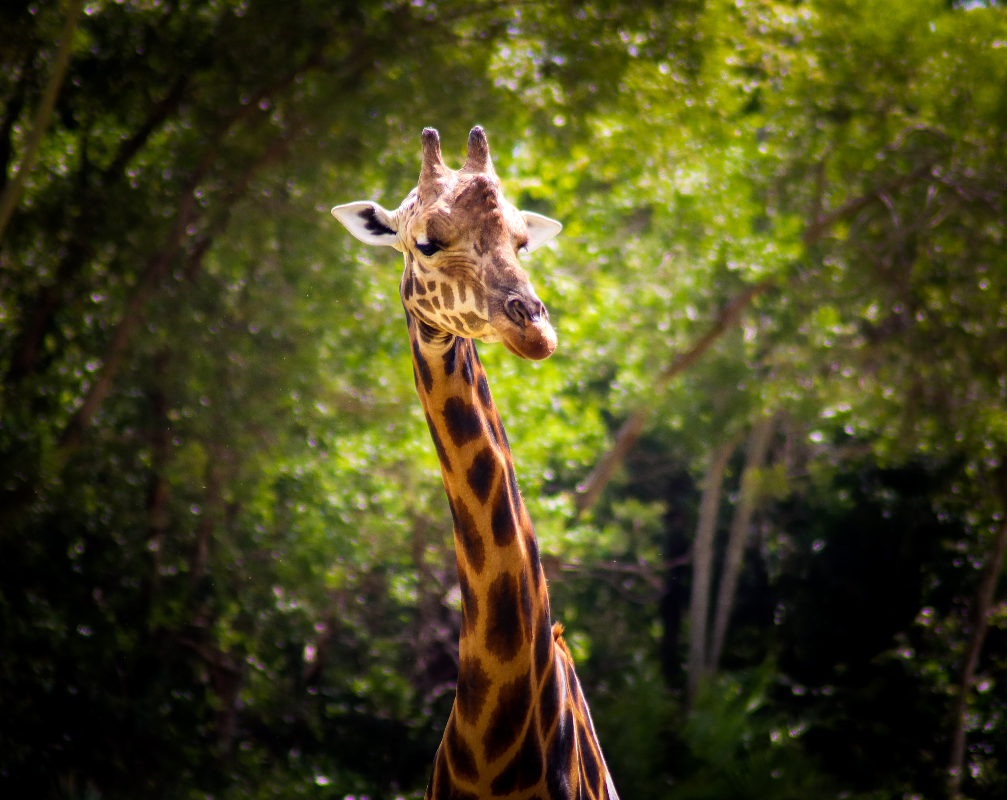 Forrest the Giraffe (Giraffa camelopardalis)
