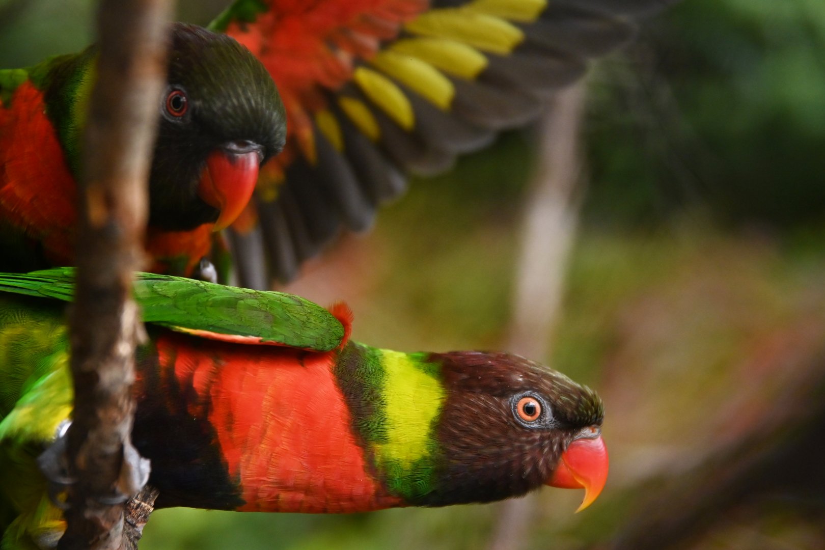 Forsten lorikeet Trichoglossus forsteni