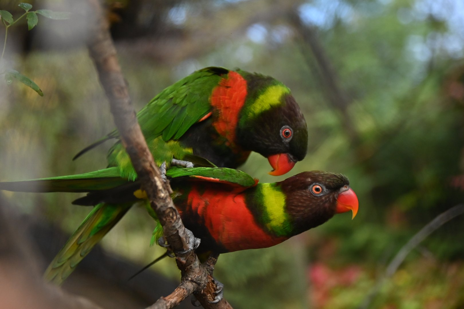 Forsten lorikeet Trichoglossus forsteni