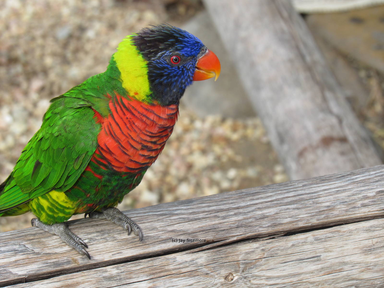 Forsten's Lorikeet