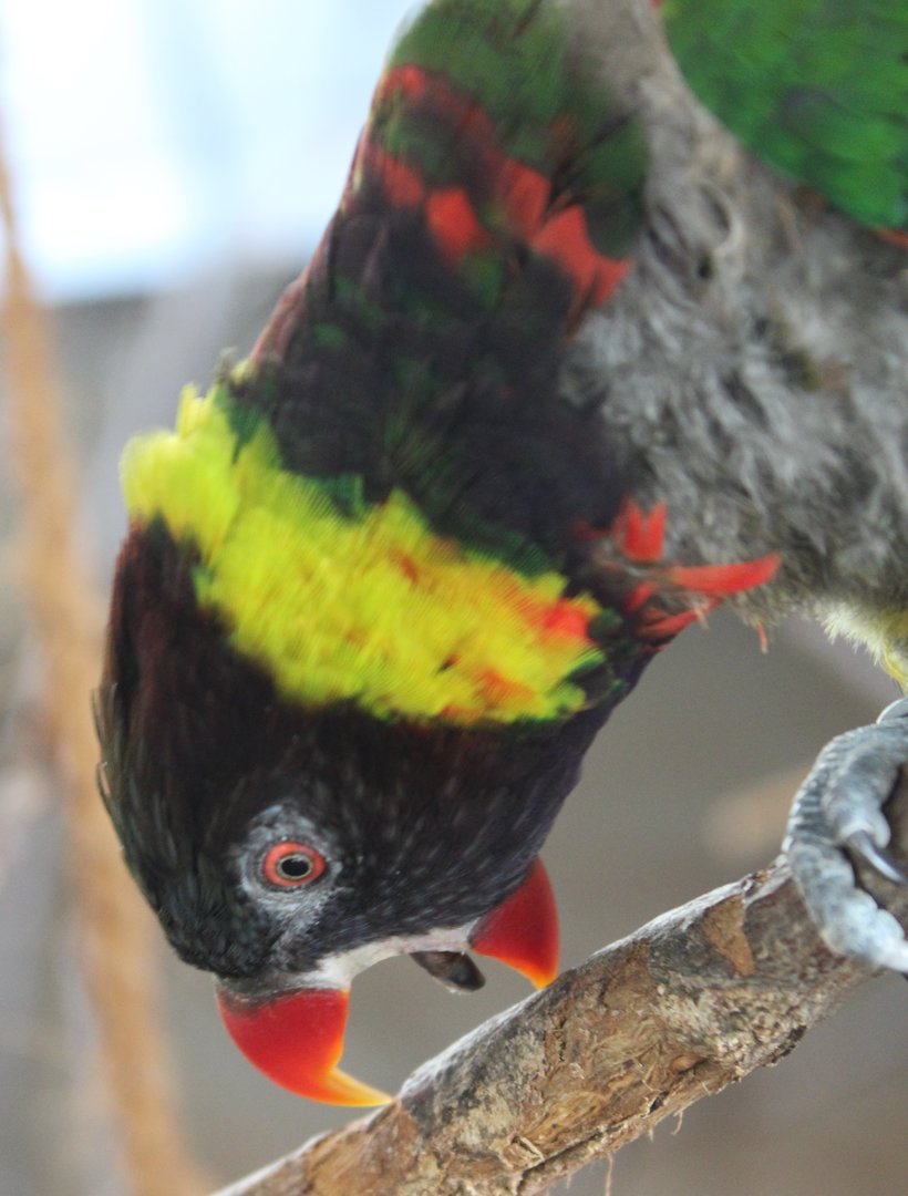 Forsten's lorikeet
