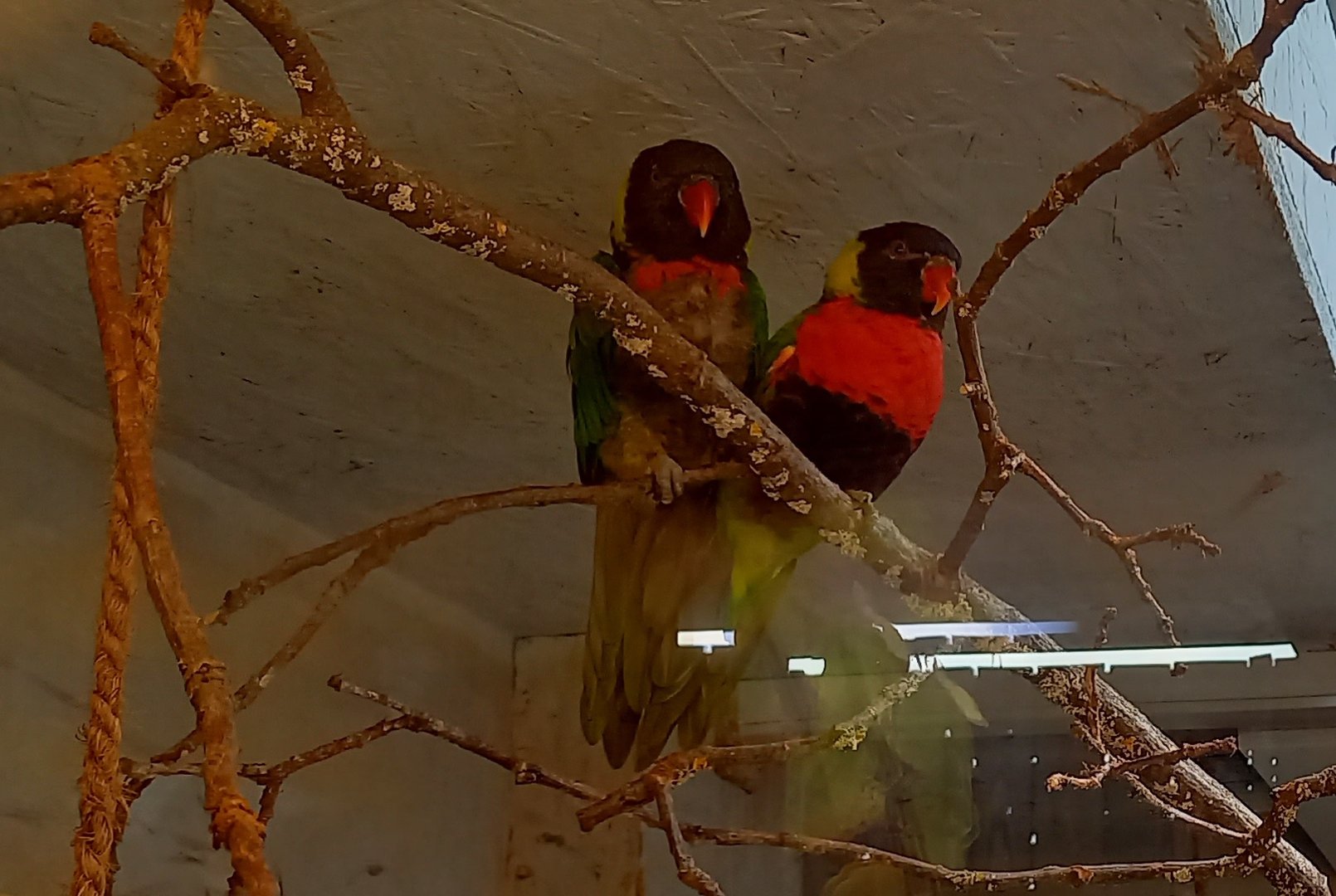 Forsten's lorikeets