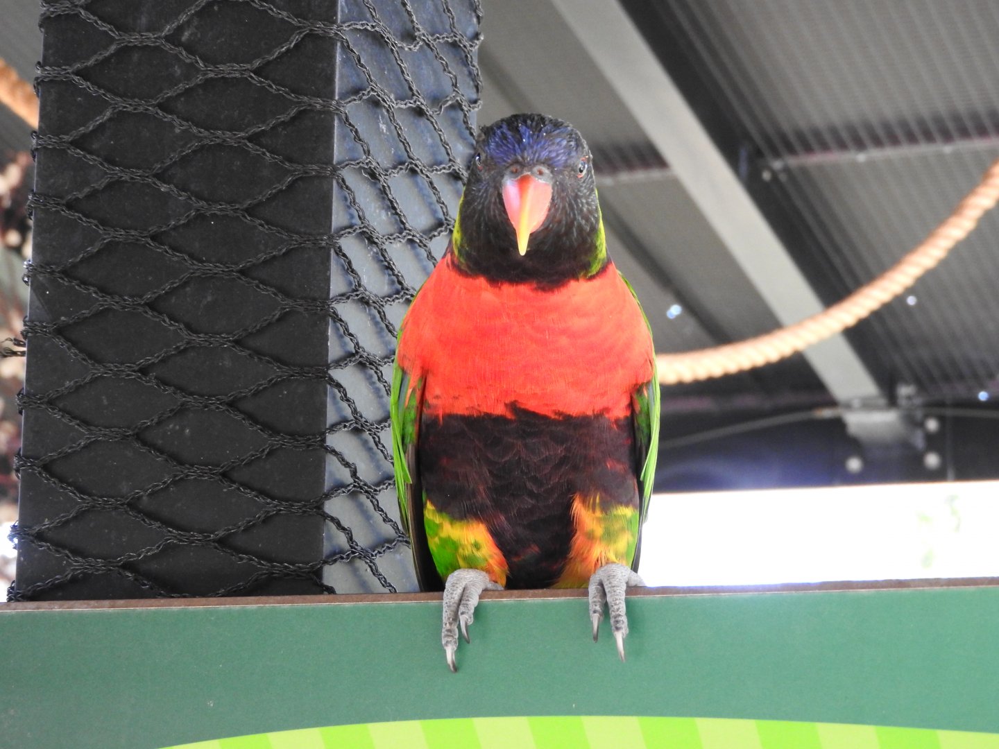 Forsten's/Sunset Lorikeet