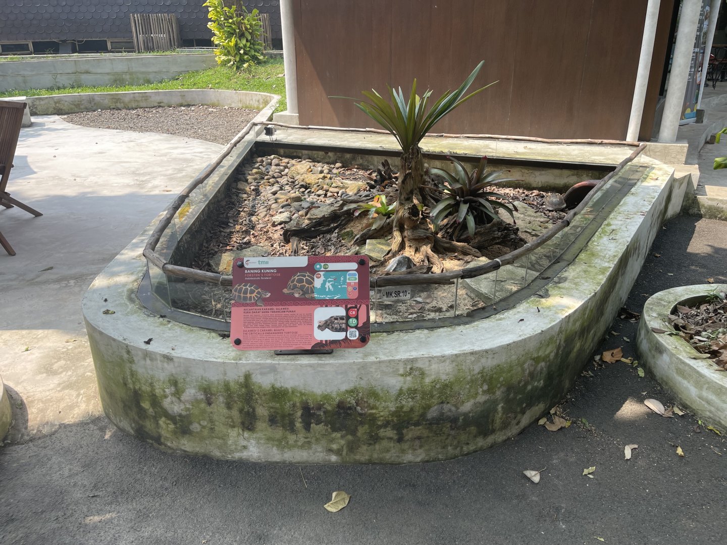 forsten’s tortoise exhibit - museum komodo