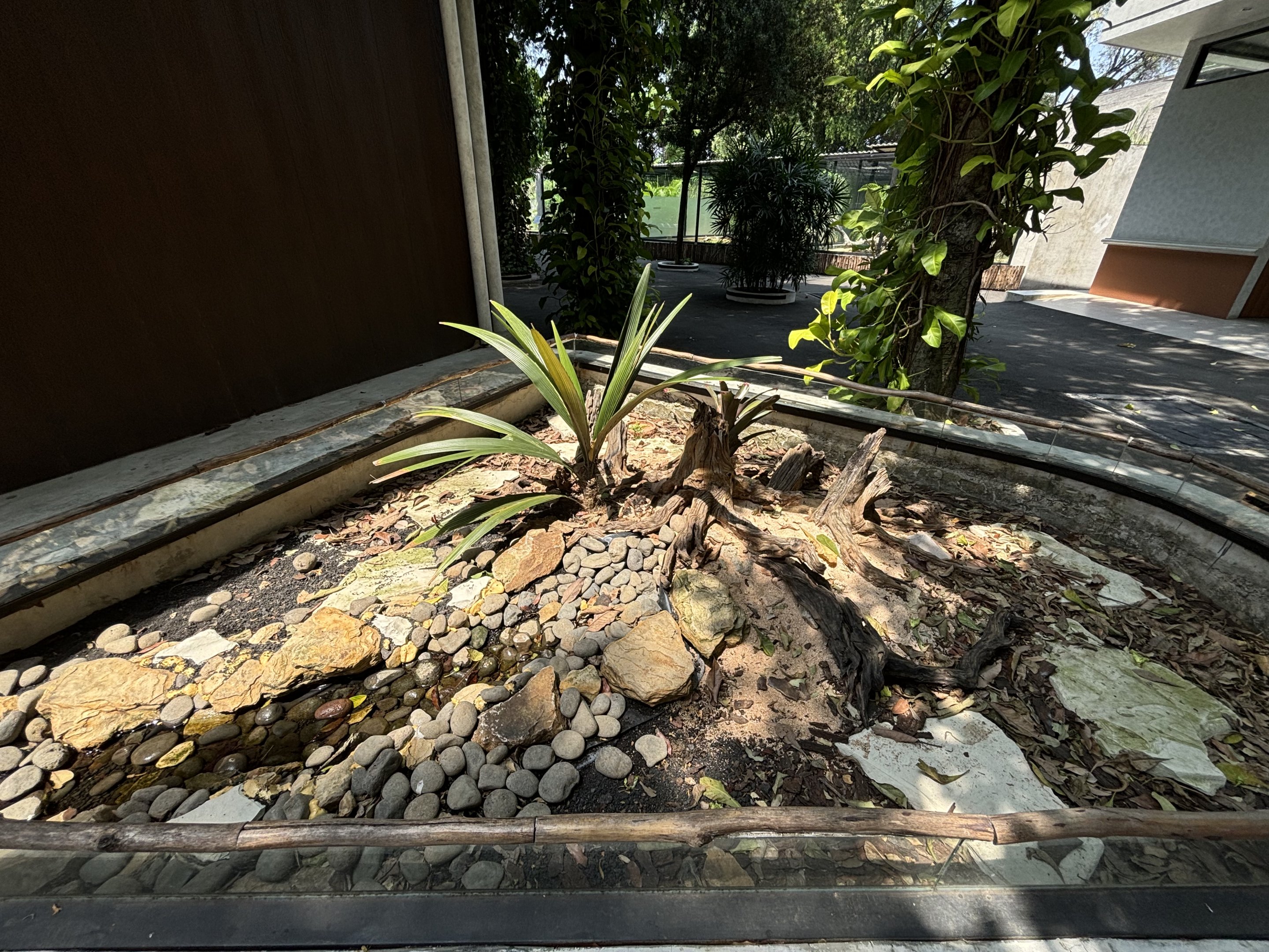 Forsten’s Tortoise Exhibit