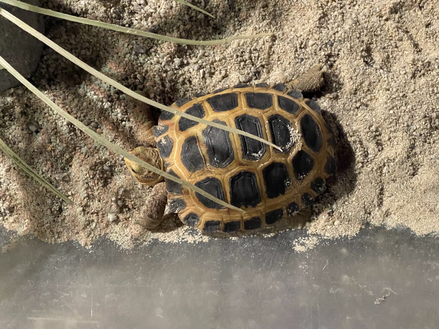 forsten’s tortoise (indotestudo forstenii) (1)