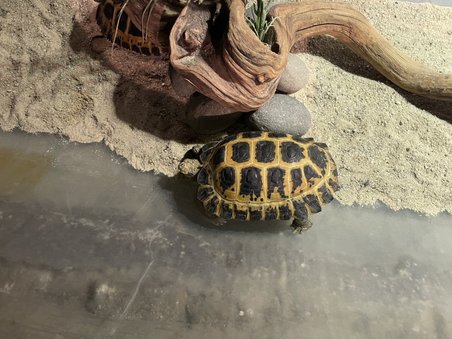 forsten’s tortoise (indotestudo forstenii) (2)