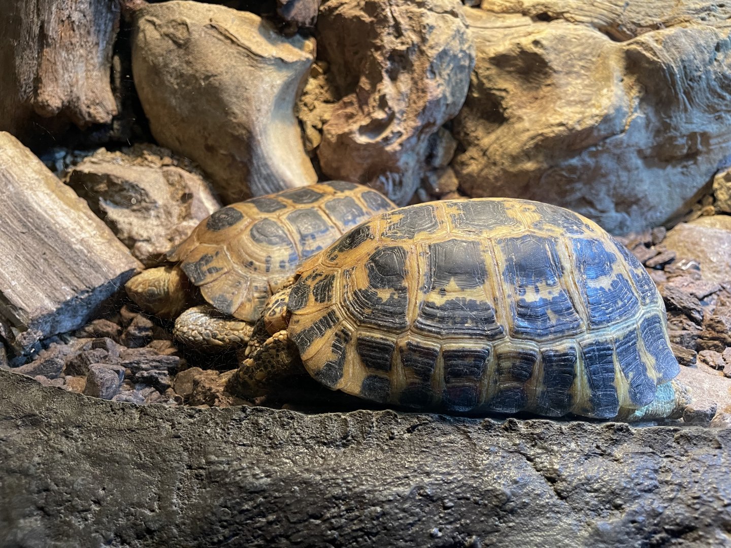 forsten’s tortoise (indotestudo forstenii) - BX Sea