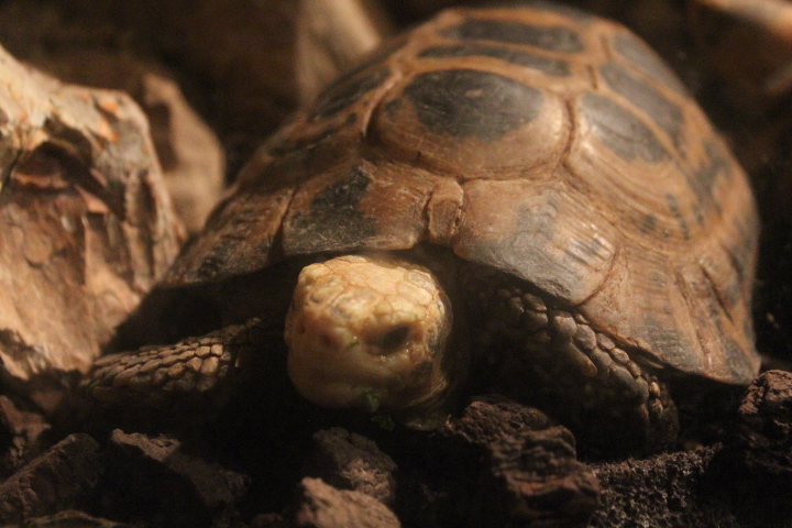 Forsten's tortoise (Indotestudo forstenii) - BXSea