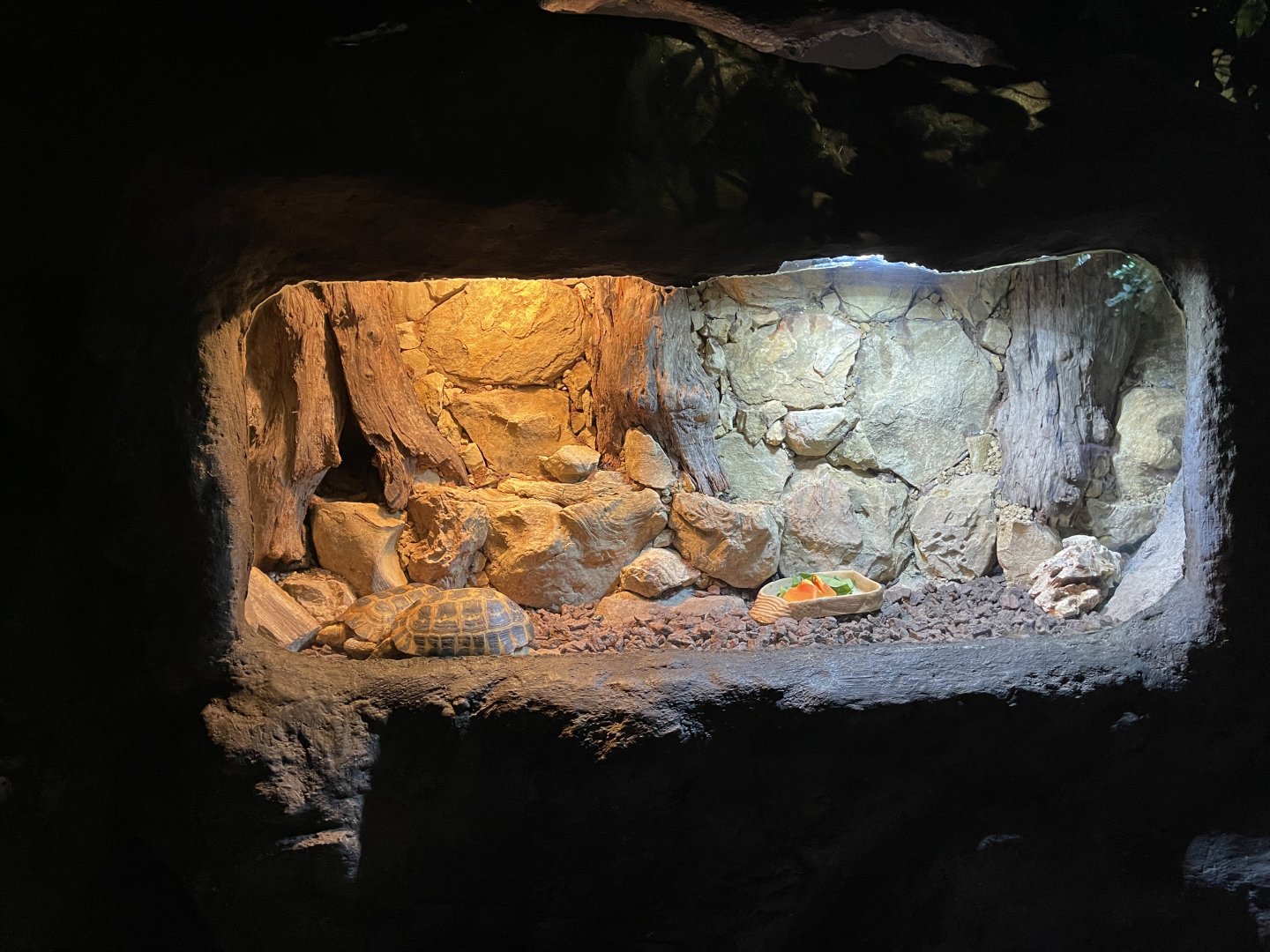 forsten’s tortoise (indotestudo forstenii) exhibit - BX Sea