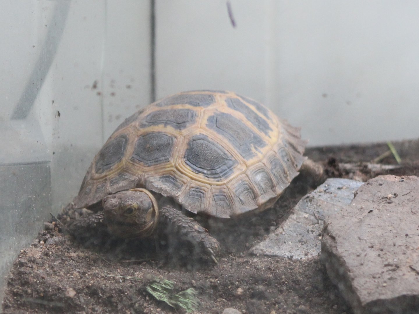 Forsten's tortoise - Indotestudo forstenii