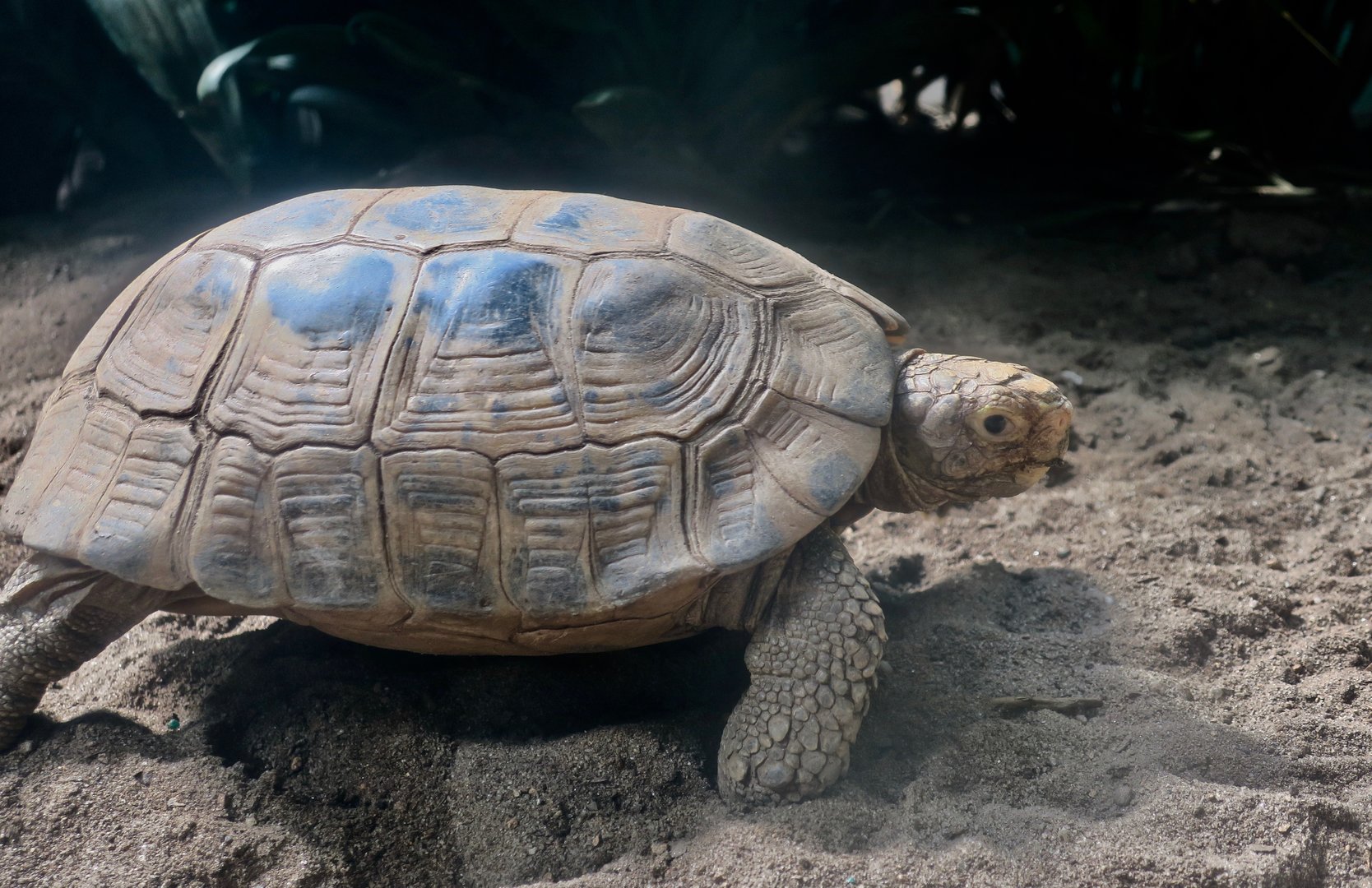 Forsten's Tortoise (Indotestudo forstenii)