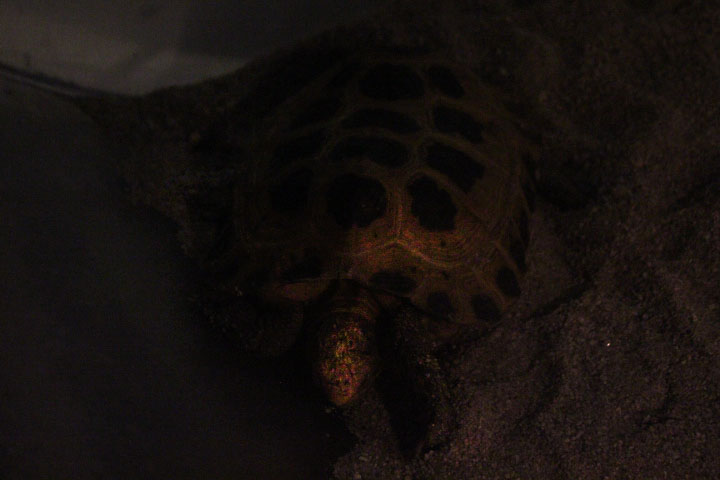 Forsten's tortoise (Indotestudo forstenii)