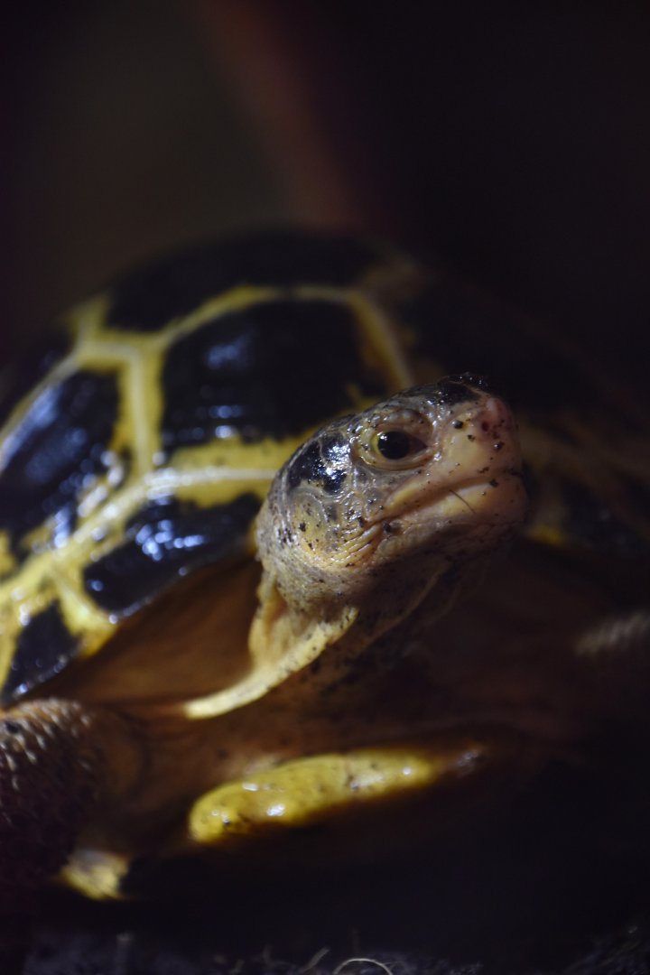 Forsten's tortoise, Indotestudo forstenii
