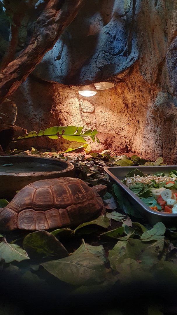 Forsten's Tortoise (Indotestudo forstenii)