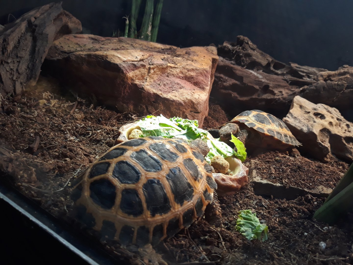 Forsten's tortoise