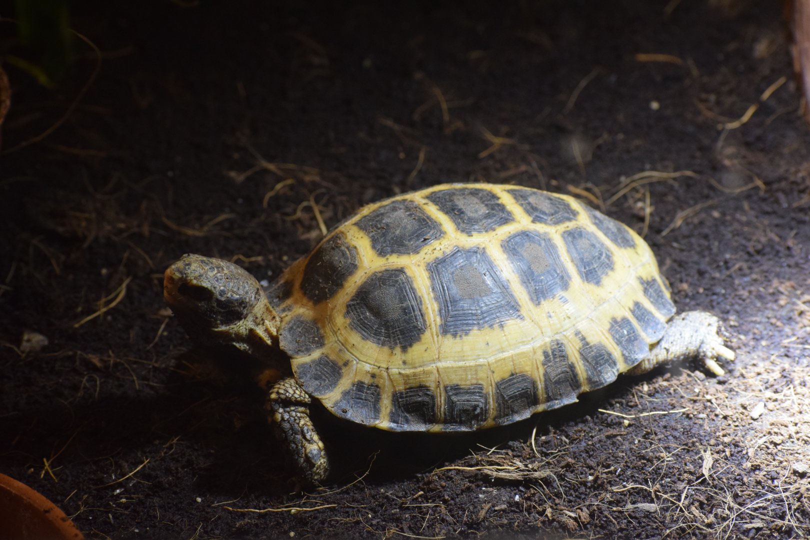 Forsten's tortoise