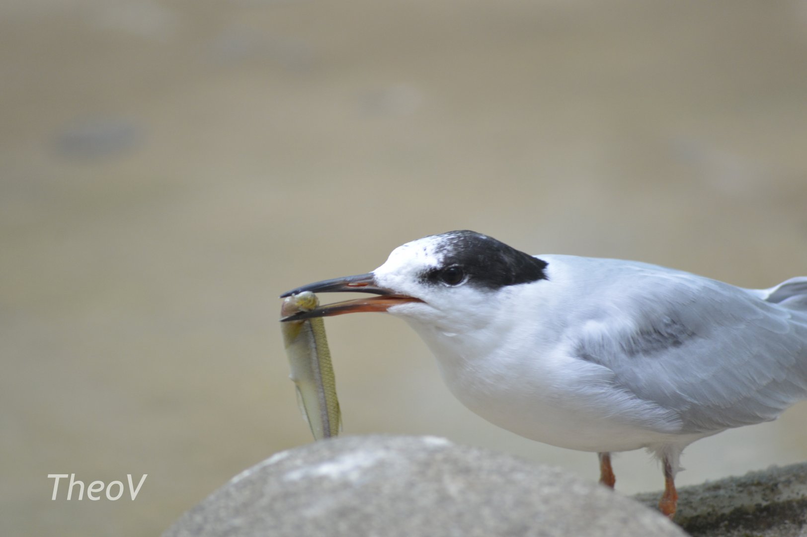 Forster's Tern - Aquatic Bird House [2018]