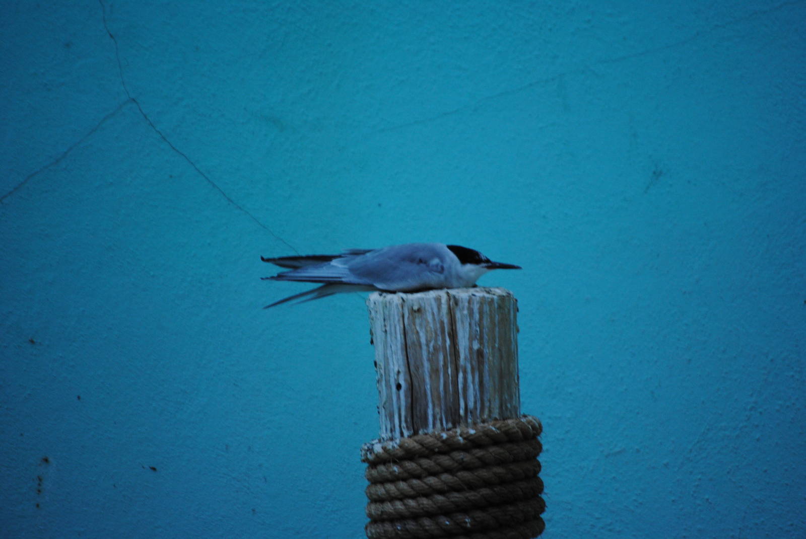 Forster's Tern