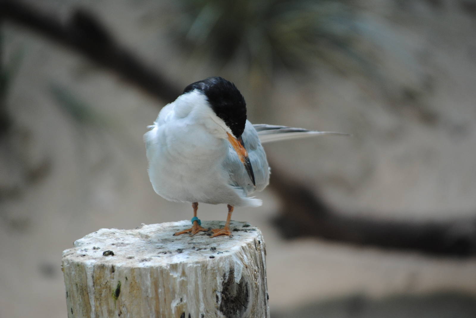 Forster's Tern