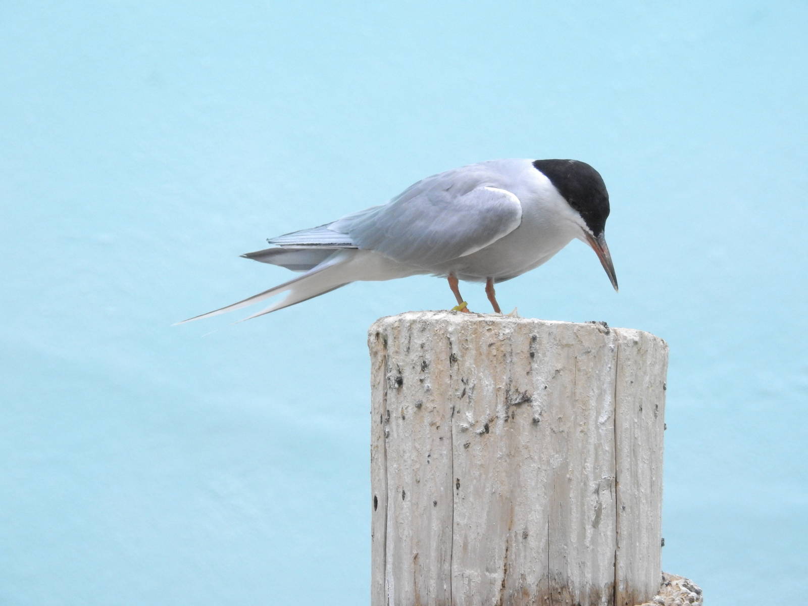 Forster's Tern