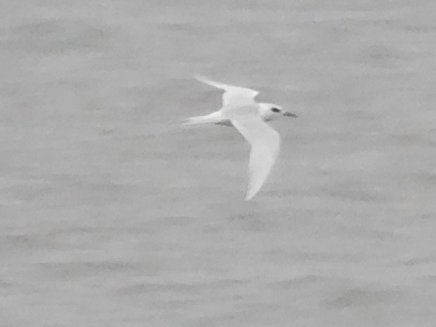 Forster's tern