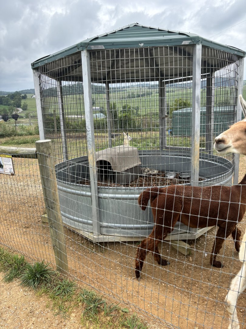 Fort Chiswell Animal Park- African Crested Porcupine exhibit