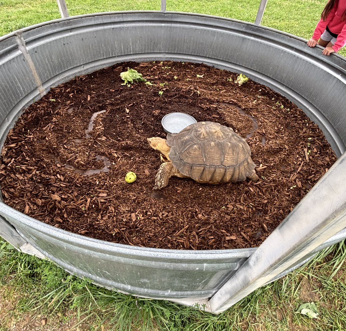 Fort Chiswell Animal Park- African Spurred Tortoise exhibit