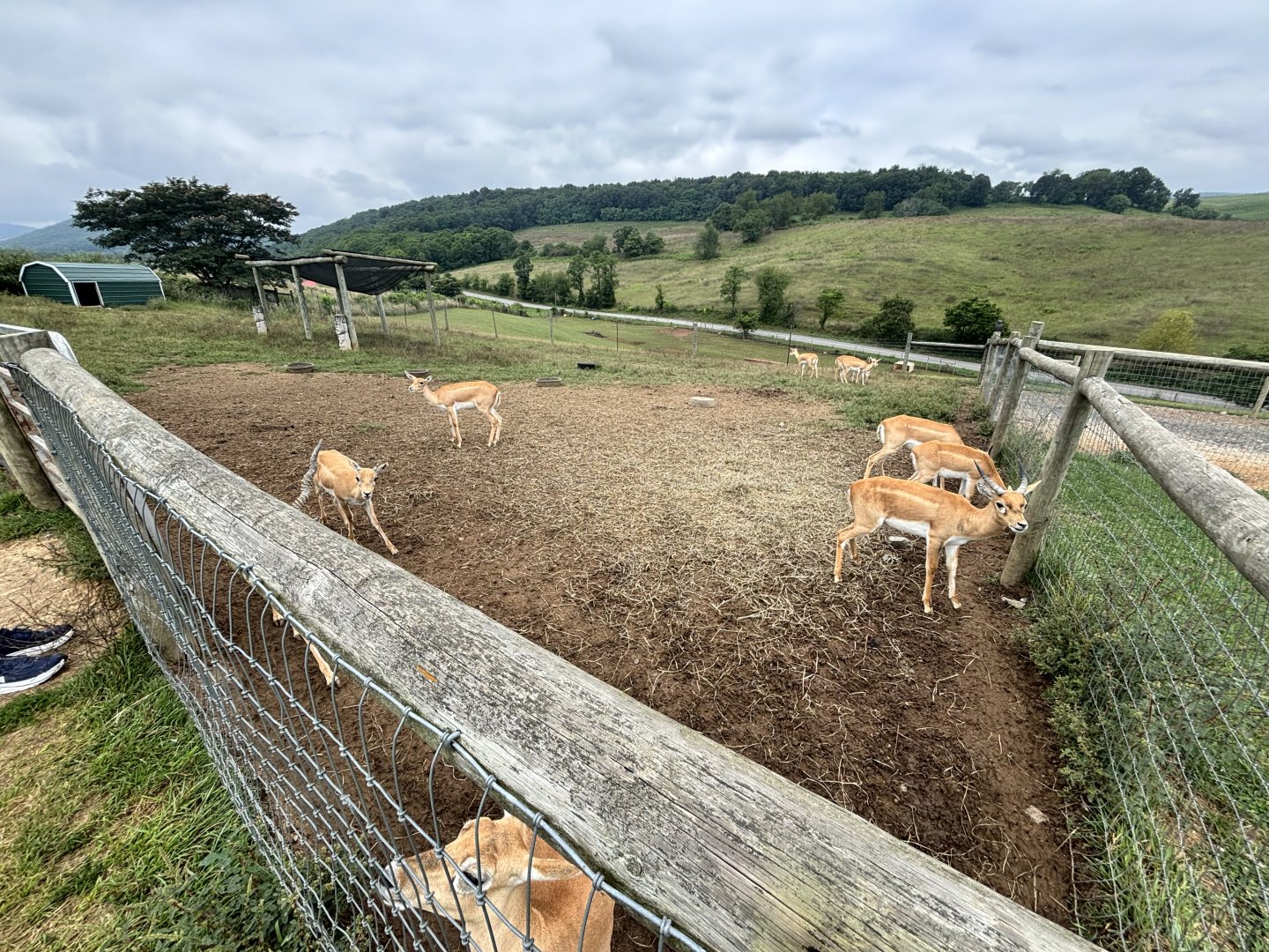 Fort Chiswell Animal Park- Blackbuck Exhibit