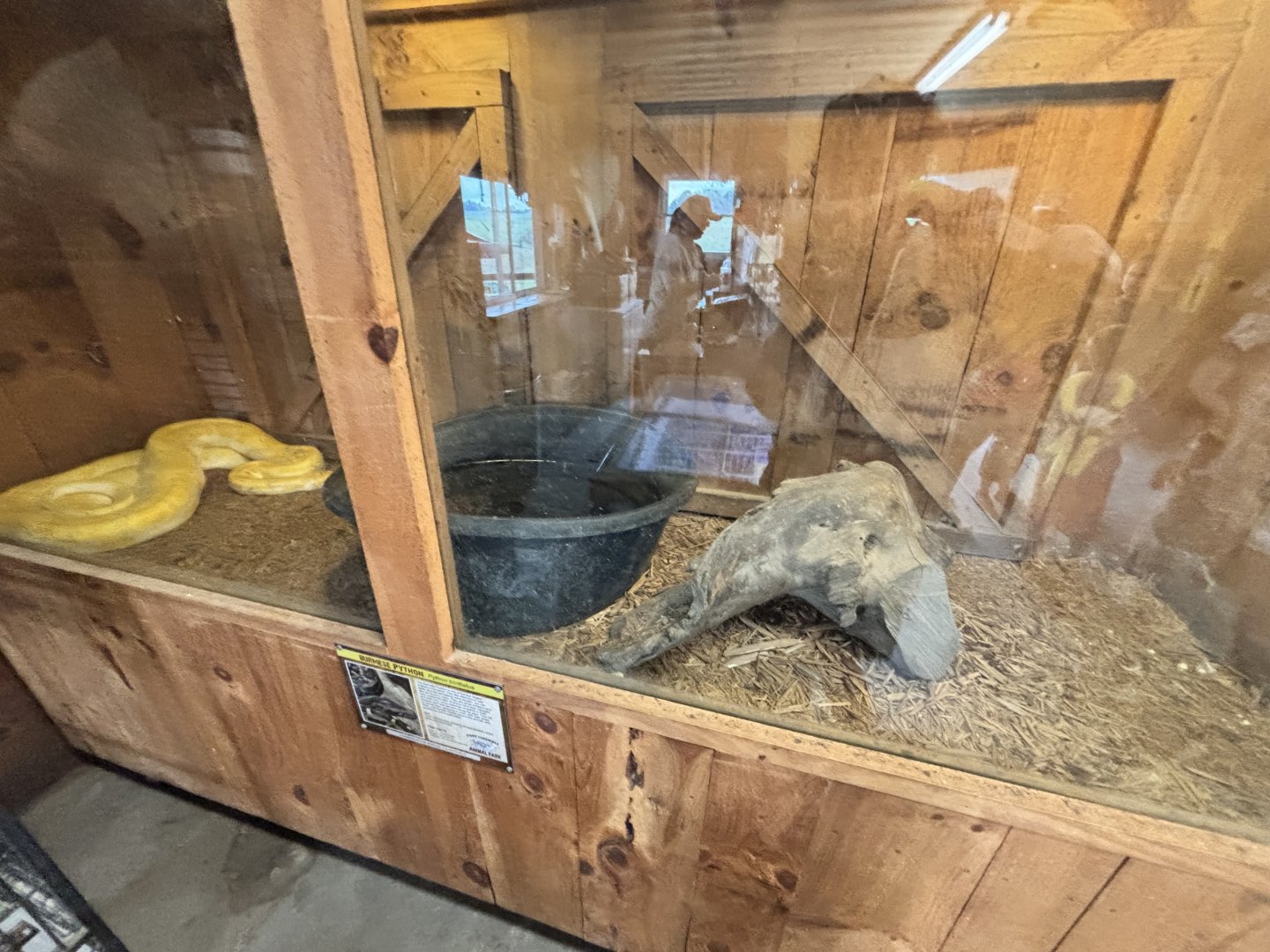 Fort Chiswell Animal Park- Burmese Python exhibit
