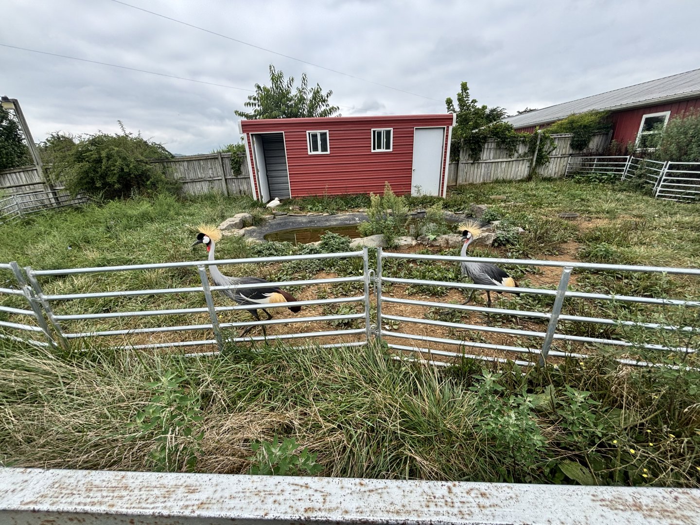 Fort Chiswell Animal Park- Grey Crowned Crane exhibit