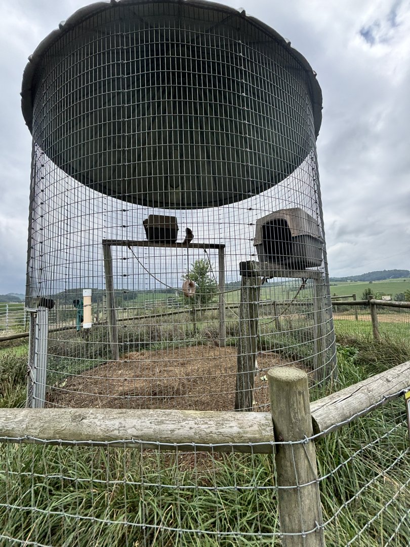 Fort Chiswell Animal Park- Grivet/Tufted Capuchin exhibit