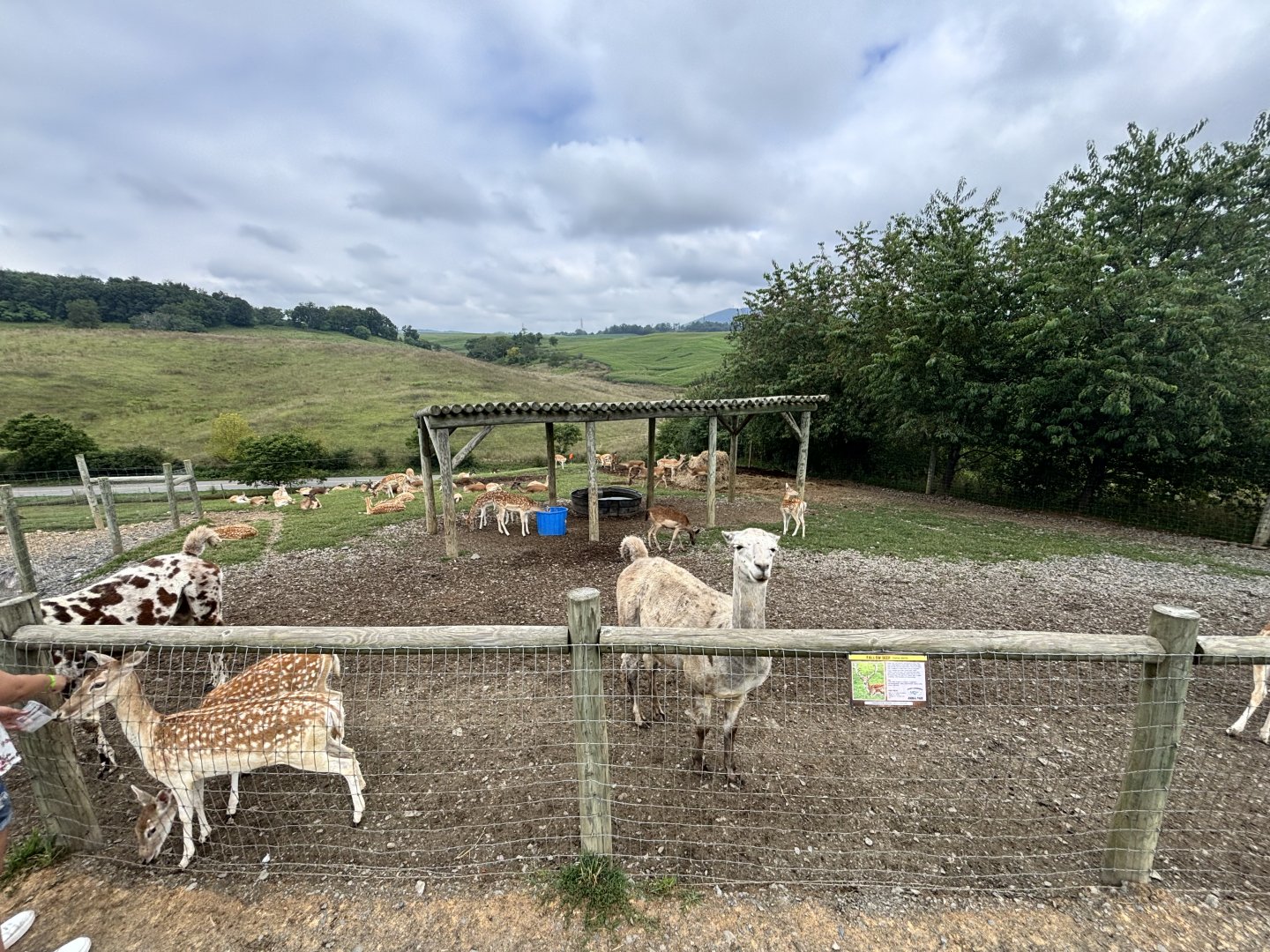 Fort Chiswell Animal Park- Llama/European Fallow Deer/Blackbuck exhibit