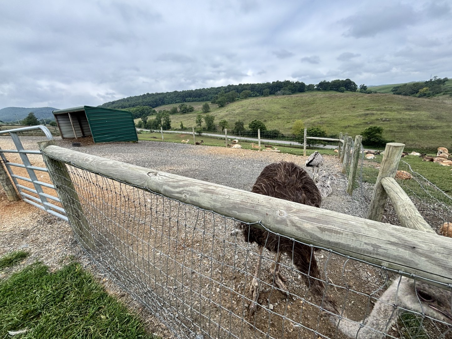 Fort Chiswell Animal Park- Ostrich/Greater Rhea exhibit