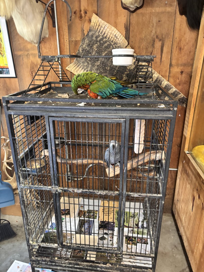 Fort Chiswell Animal Park- Parrot displays