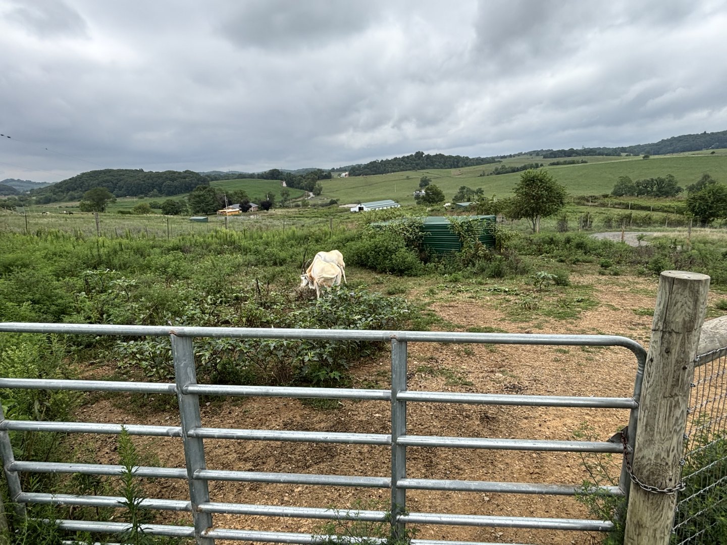 Fort Chiswell Animal Park- Scimitar Horned Oyrx