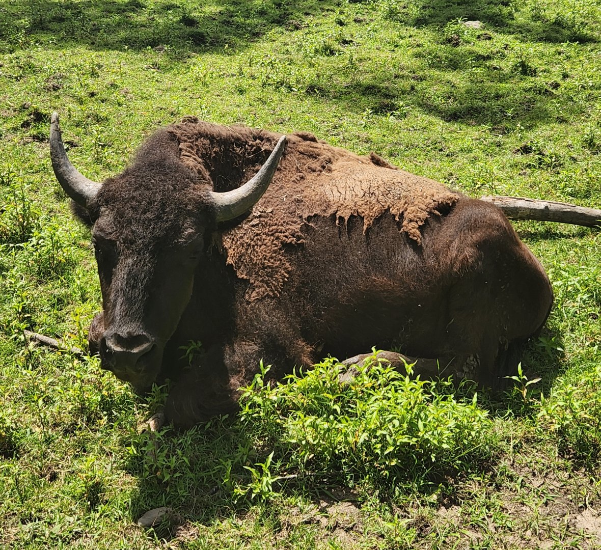 Fort Rickey Zoo - Bison