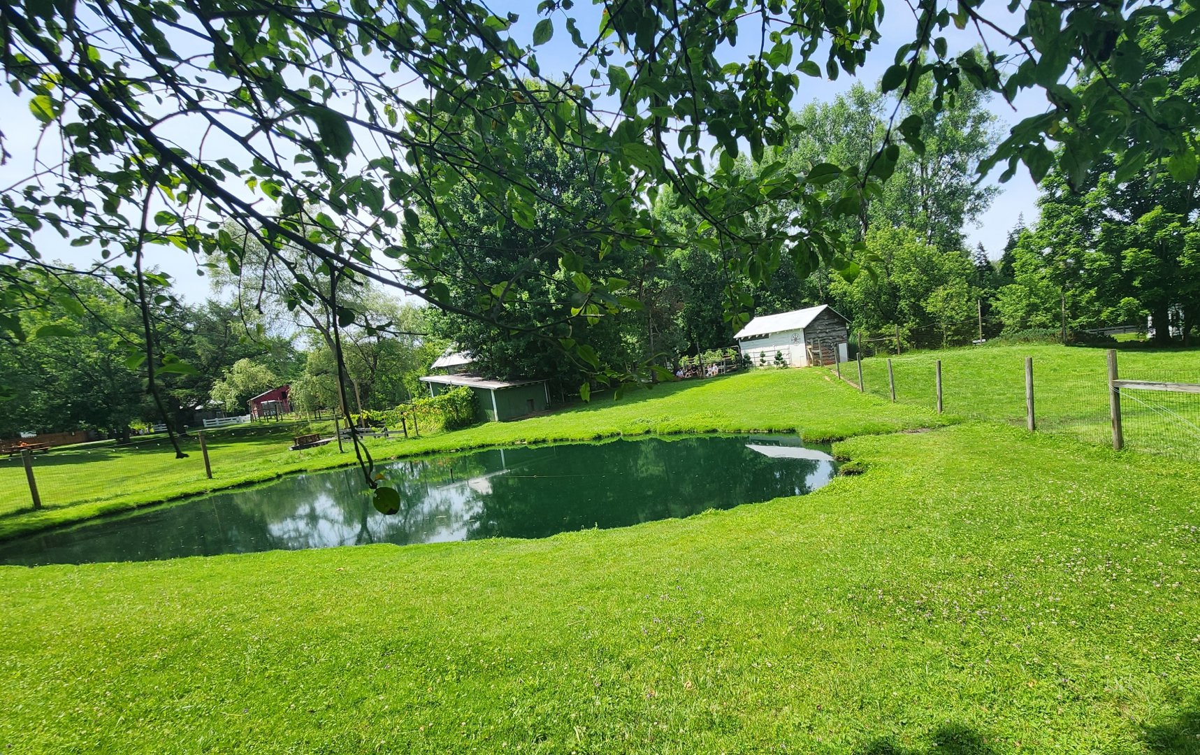 Fort Rickey Zoo - Capybara yard