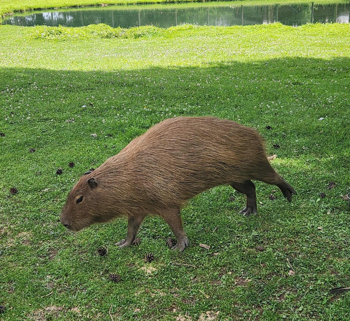 Fort Rickey Zoo - Capybara