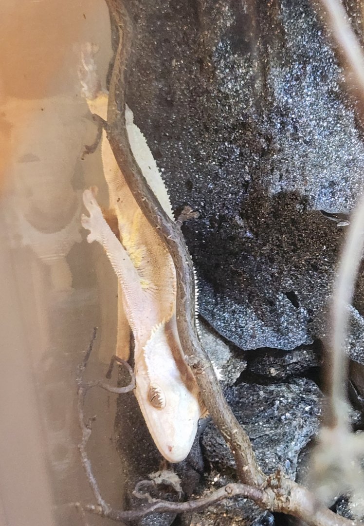 Fort Rickey Zoo - Correlophus ciliatus