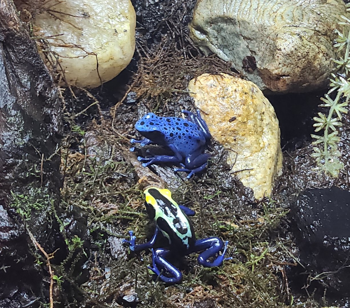 Fort Rickey Zoo - Dart frogs