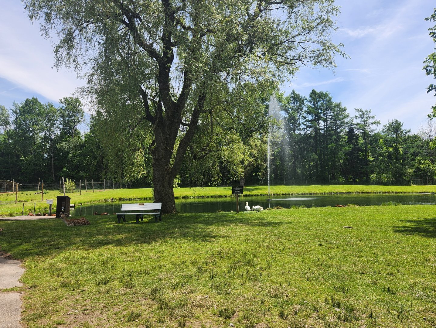 Fort Rickey Zoo - Deer walkthrough petting area