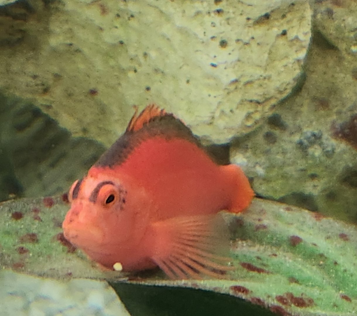 Fort Rickey Zoo - Fish