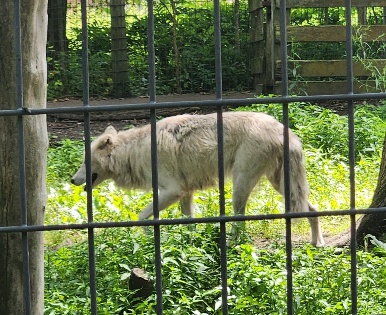 Fort Rickey Zoo - Gray Wolf