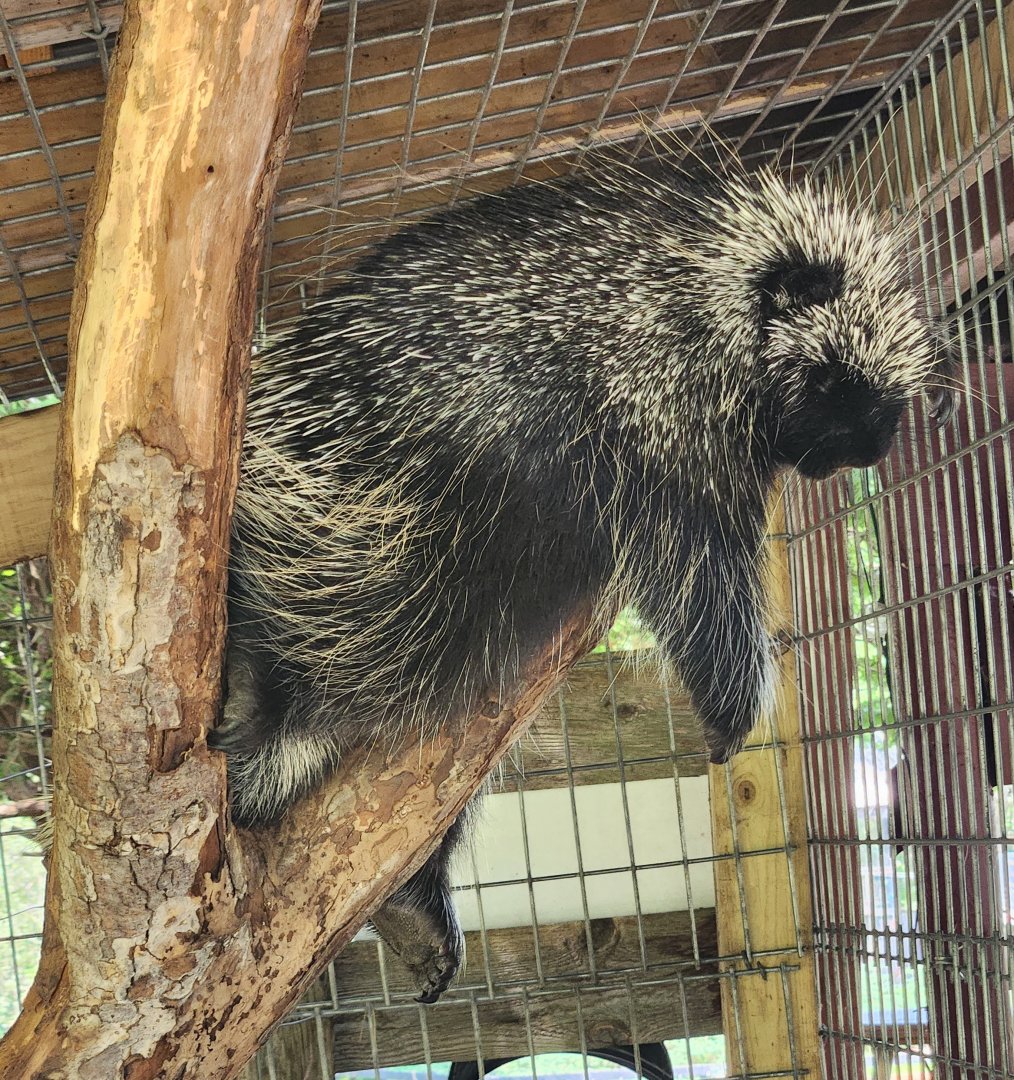 Fort Rickey Zoo - North American Porcupine