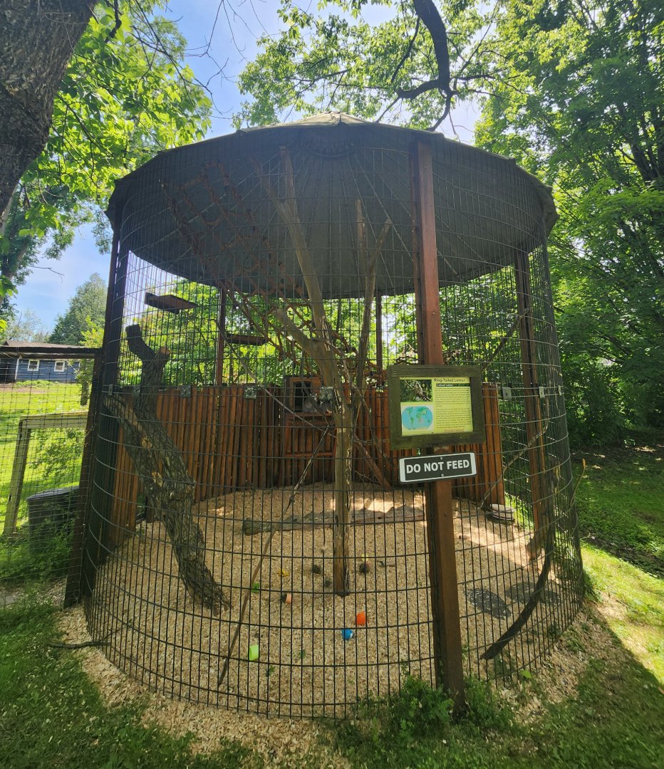 Fort Rickey Zoo - Ringtail Lemur enclosure