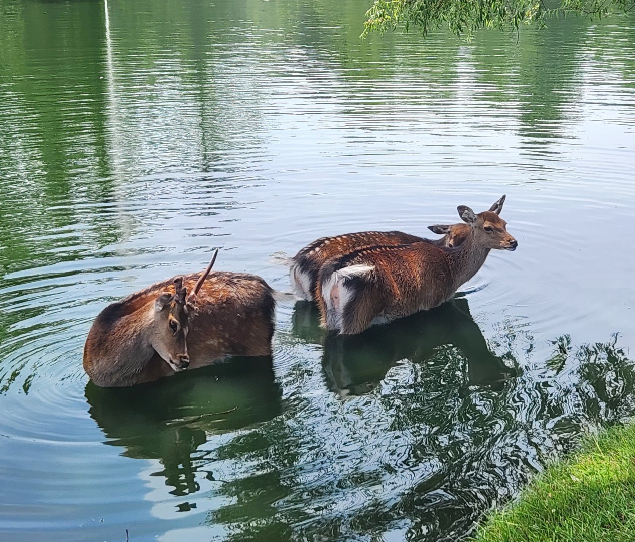 Fort Rickey Zoo - Sika Deer